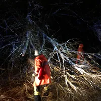 20200227a_baum_st2236_schnaittach.jpeg